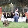 boykin spaniel Christmas pajama pants