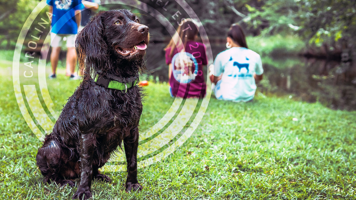 Simply Southern Boykin Dog.  Dixie Dog Shirts.  Southern Women  Clothing.  Swamp Poodle Southern Wear. Palmetto Boykin Shirts. 2020 Southern Clothing Brands. Southern Clothing for Boykin Spaniel Puppy Lover. 2020 Southern Clothing Company