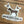 Carolina Brown Duck Dog Logo Sticker